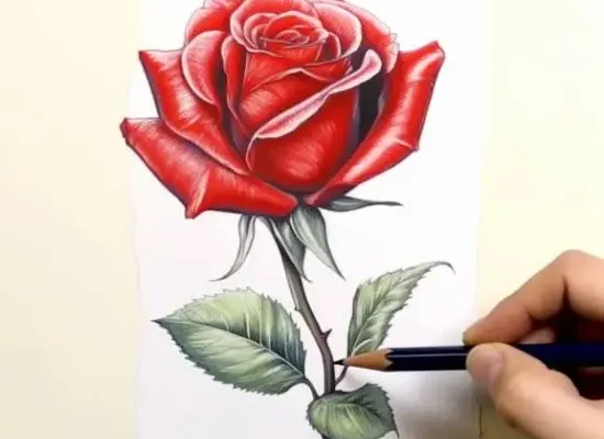 Drawing:kkbuebxxlzy= Rose